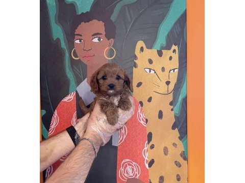 Irk garantili baby face maltipoo yavrularımız