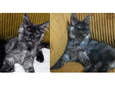 Çok acil 3 aylık uygun black smoke erkek maine coon