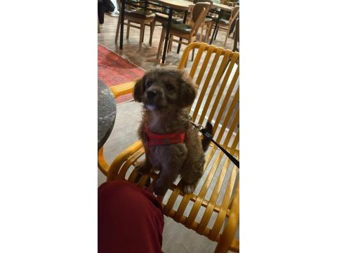 3 aylık maltipoo