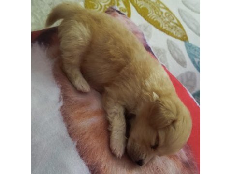 Maltipoo yavru
