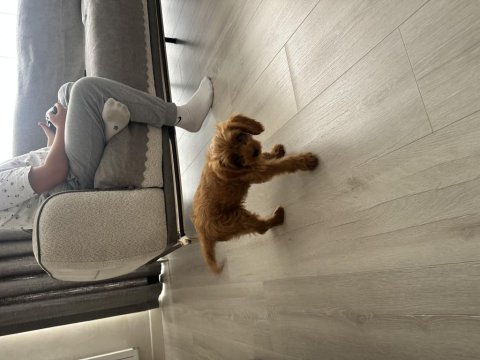 Sahibinden poodle yavrumuzdan ayrılmak zorundayız
