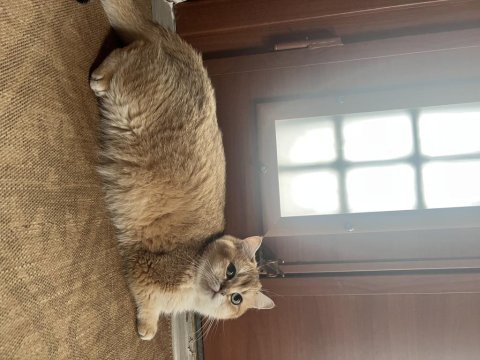 Takip şartı ile ücretsiz british shorthair sahiplendirme