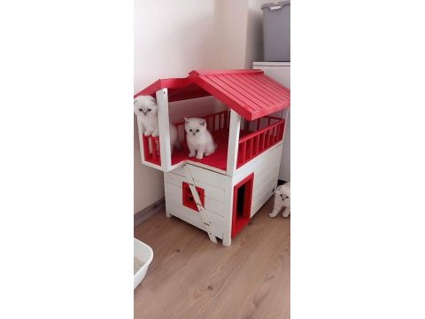 Muhteşem güzellikte scottish fold yavruları