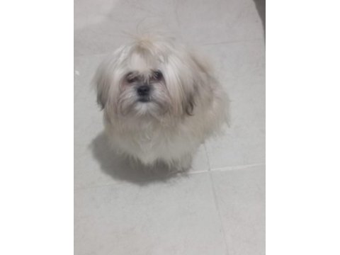 Ücretsiz şitsu köpeğimiz