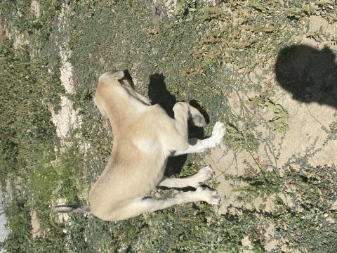 Irk garantili kangal yavrum satılıktır herşeyi tamdır