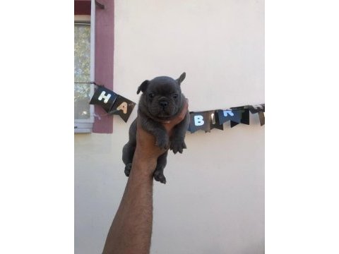 French buldog bebeklerimi yeni yuvalarını arıyor