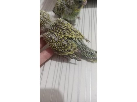Muhabbet kuşu yavruları el besleme jumbo