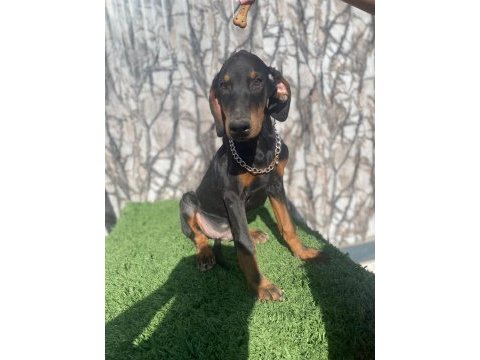 Dev doberman yavruları king