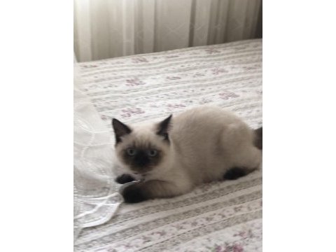 British shorthair blue point