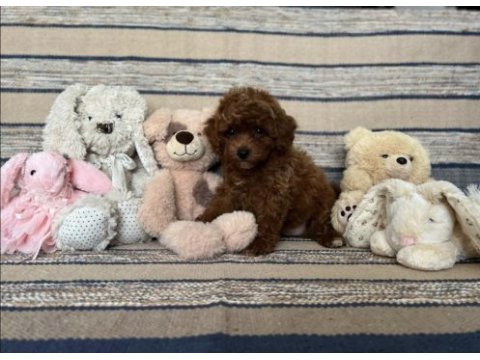 Kızıl kahve mükemmel toy boy poodle