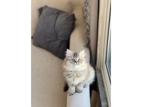 Güzel bebeğim safkan a kalite british longhair yavru