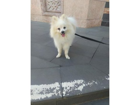 Pomeranian ciğer boo