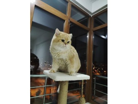 Şecereli british shorthair ny11 golden baskın erkek