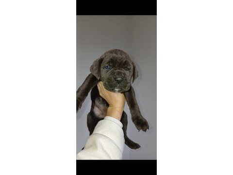Cane corso blue yavrular