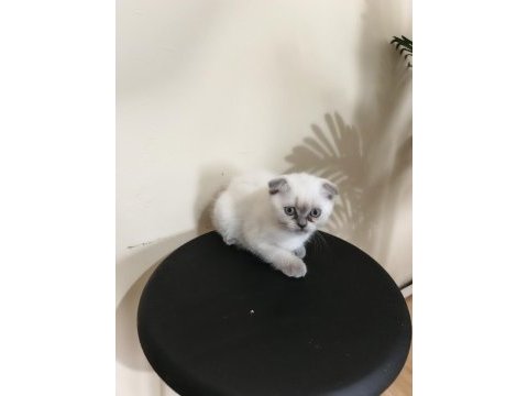 Yeni yuvaya hazır scottish fold bebeklerimiz