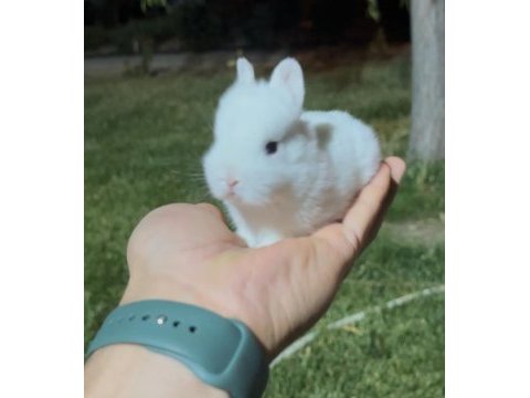 Beyaz ve sürmeli cüce tavşanlar (netherland dwarf)