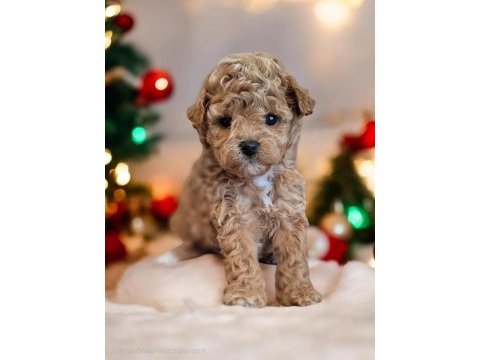 Poodle aşıları bitmiş eğitimli