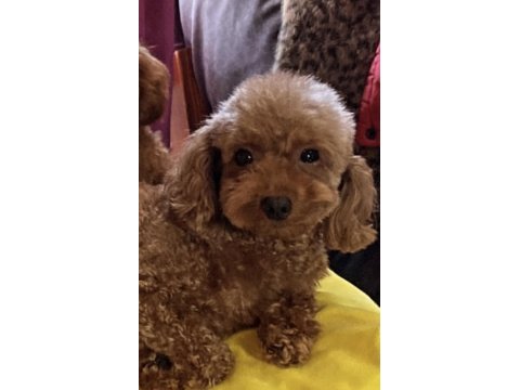 Poodle kızımız