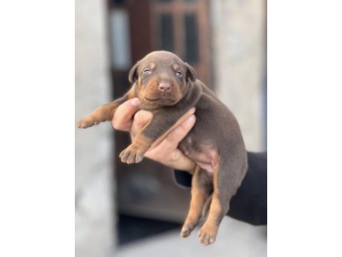 Irk garantili doberman yavrular