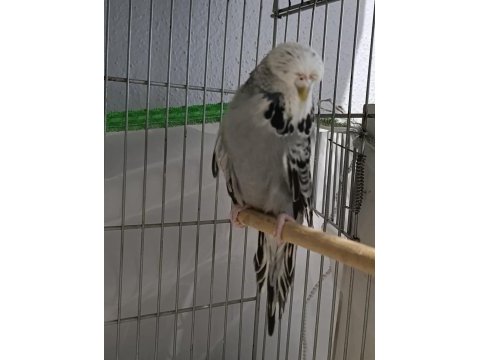 Dişi erkek show jumbo genç muhabbet kuşlar
