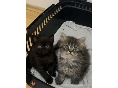 Evden safkan show kalite scottish fold yavrular