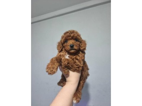 Poodle ırkının en iyisini isteyenlere
