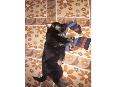 Uzun tüylü ve düşük bel alman kurdu