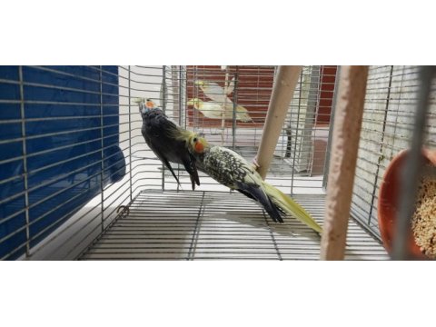 Grey pearl sultan papağanı