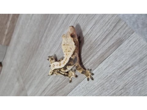 Crested gecko
