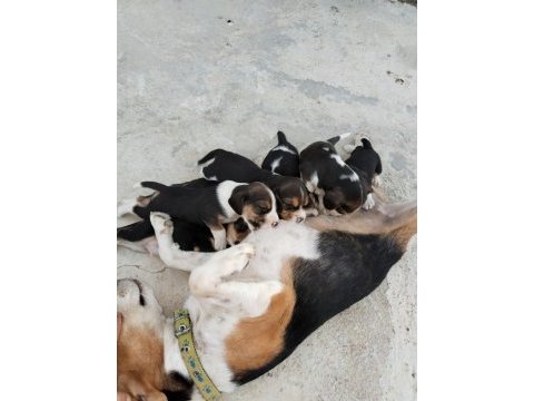 Safkan 4 erkek beagle yavrular
