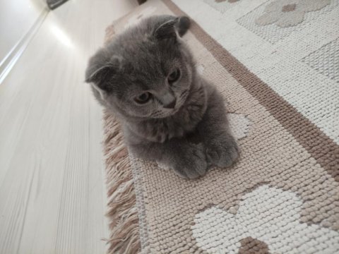 Acil sahiplendirilecek dişi scottish fold