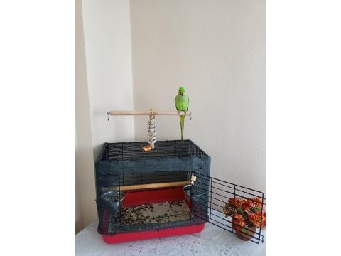 Evcil pakistan papağanımız