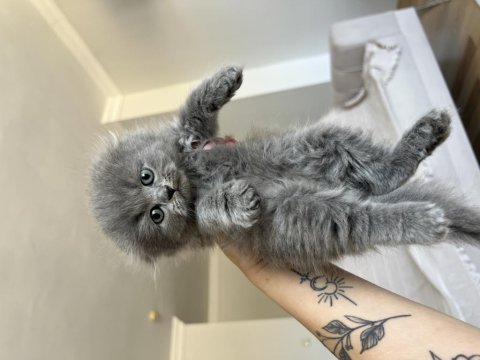 Scottish fold kedimiz için acil ilandır