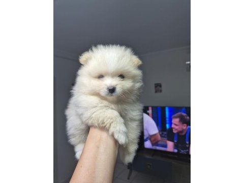 3 adet erkek pomeranian yavru