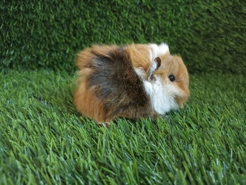 Guinea pig yavrular aynı gün set halinde teslim edilir