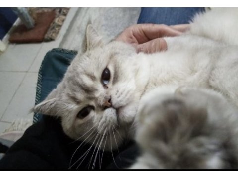 Full şecereli 2.5 yaşında british shorthair