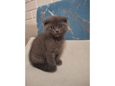 Scottish fold kedisi