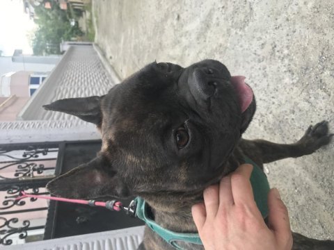 French bulldog