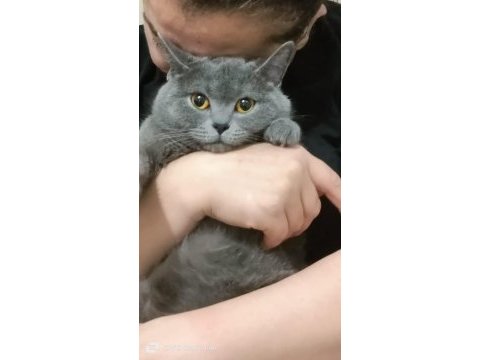 15 aylık british shorthair