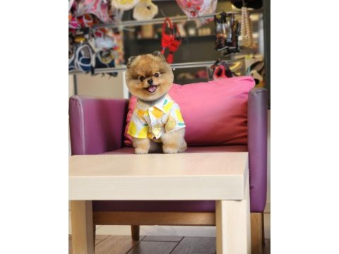 13 aylık efsane mini erkek pomeranian eğitimli