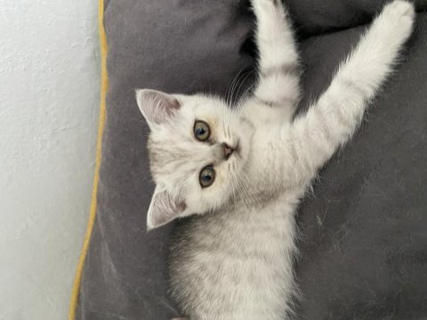 British shorthair kedimi sahiplendirmek istiyorum
