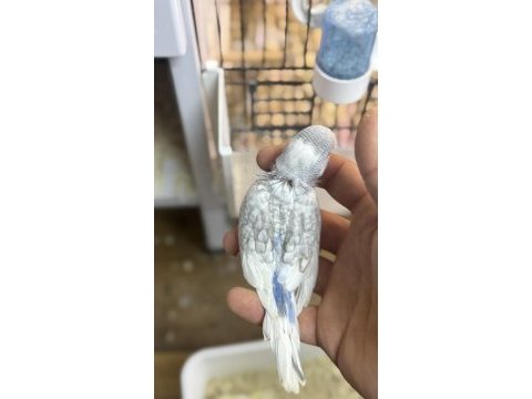 Yeni yeme düşmüş iri çek albino lutino muhabbet yavrular