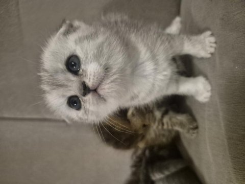 Bebiş scottish fold kediler
