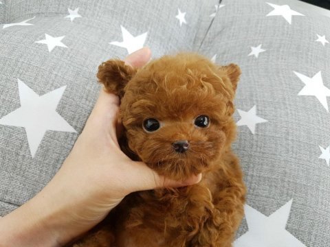 Herkes alabilsin uygun bütçeli toy poodle bebeklerim