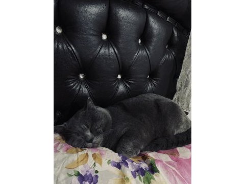 Çiftleştirmek için dişi kedimiz