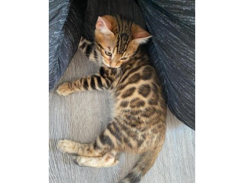 Ozyfelınes seçkin bengal yavruları