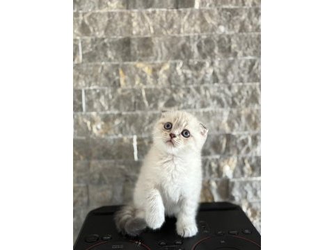 Scottısh fold safkan yavrularım 