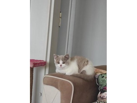 7 aylık british shorthair full şecereli dişi yavru