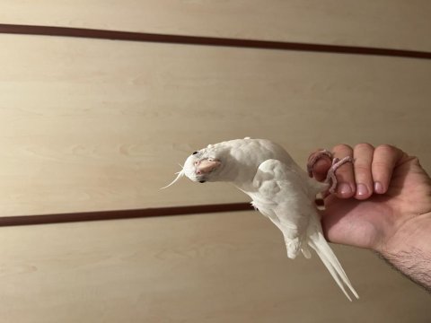 Sahibinden yavru ve çift sultan papağanı