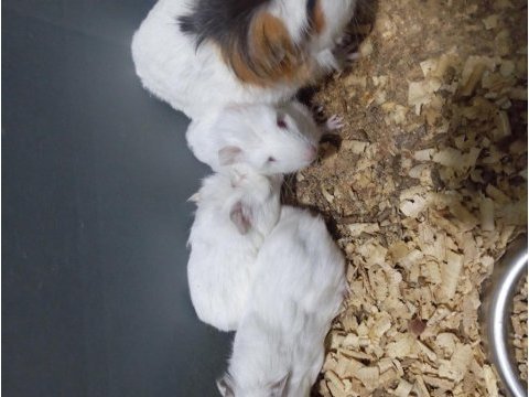 Yavru guinea pig